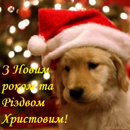Вітальні листівки з Новим роком та Різдвом Христовим! Песик в шапці Санта Клауса