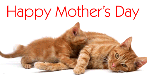 Привітання з Днем Матері! Анімовані откритки. Киця з кошенятком