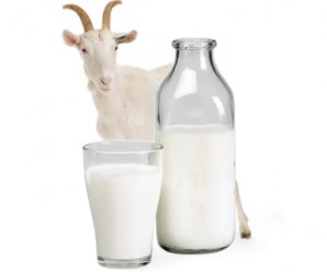 Козяче молоко - користь і шкідливість