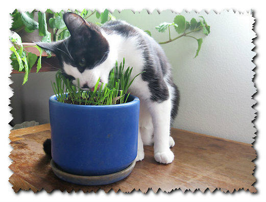 Що необхідно зробити, коли кішка отруїлася отруйними кімнатними рослинами?