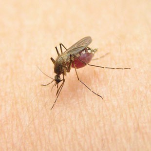 Чим мастити укуси комарів